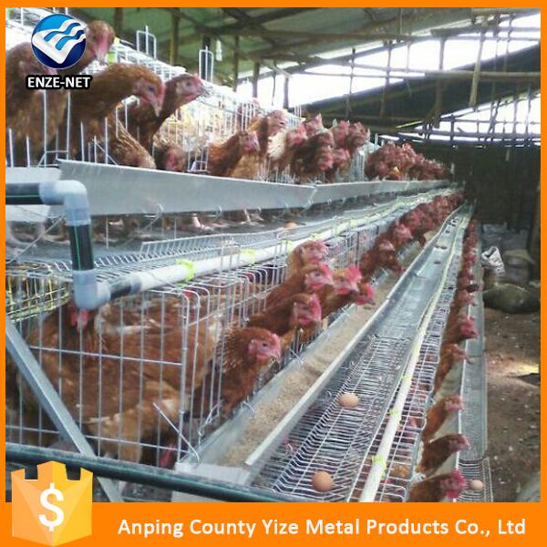 Chicken Egg Laying Cages For Farm