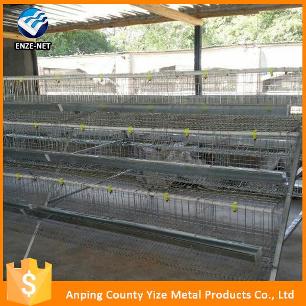 Agriculture Farming Breeder Equipement Broiler Chicken