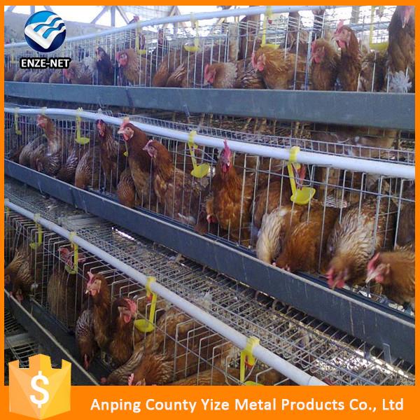 Automatic Chicken Cage Poultry Equipment With