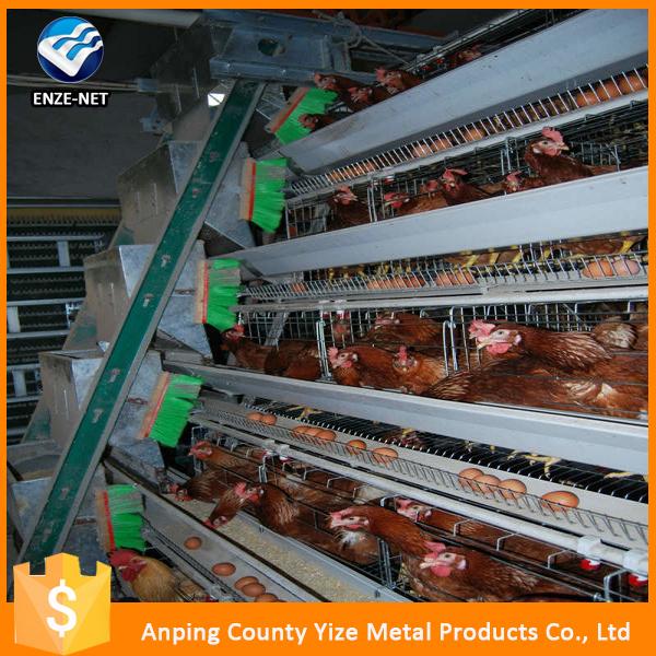 Chickens Feeds Production Poultry Equipment For