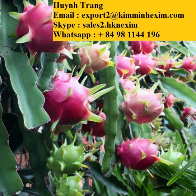 FRESH DRAGON FRUITS