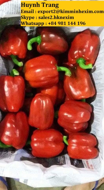 FRESH CAPSICUM