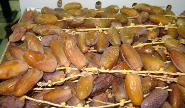 datte tunisienne deglet nour 