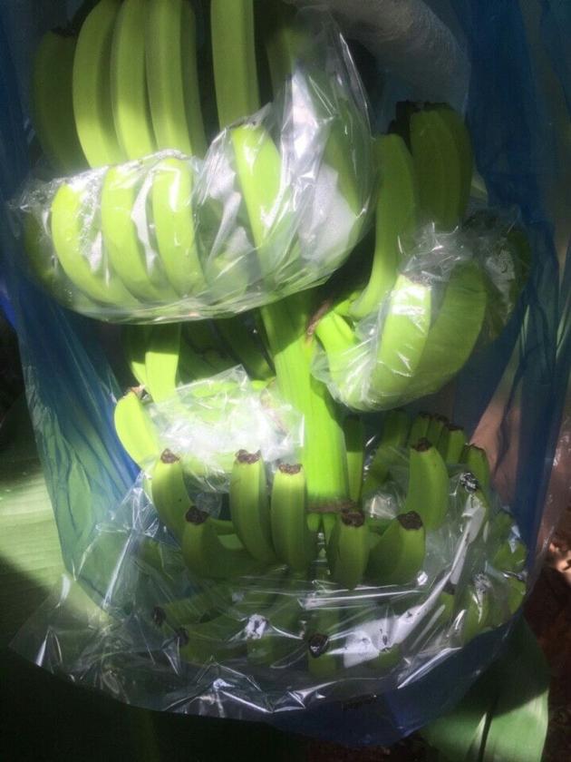 SELL CAVENDISH BANANA GOOD QUALITY FROM