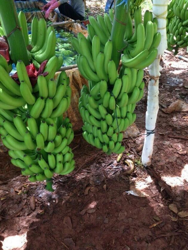 SELL CAVENDISH BANANA GOOD QUALITY FROM VIET NAM 