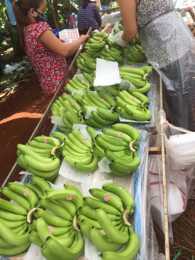 SELL CAVENDISH BANANA GOOD QUALITY FROM