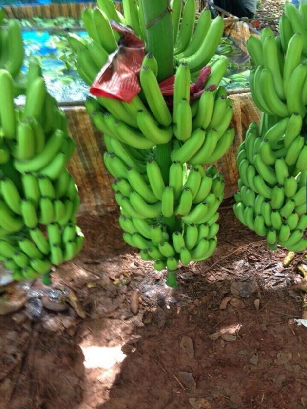 SELL CAVENDISH BANANA GOOD QUALITY FROM