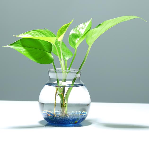 Modern Colored Hydroponic Plants Glass Vase Micro-Landscape Ecolo Glass Egg Shaped Terrariums