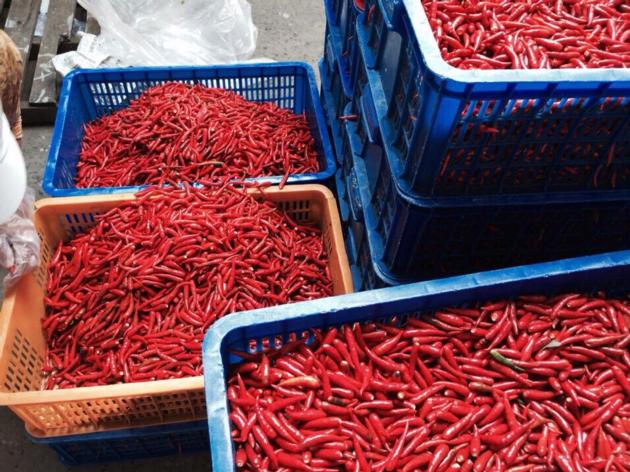SELL FRESH RED CHILLI WITH COMPETITIVE PRICE FROM VIET NAM 