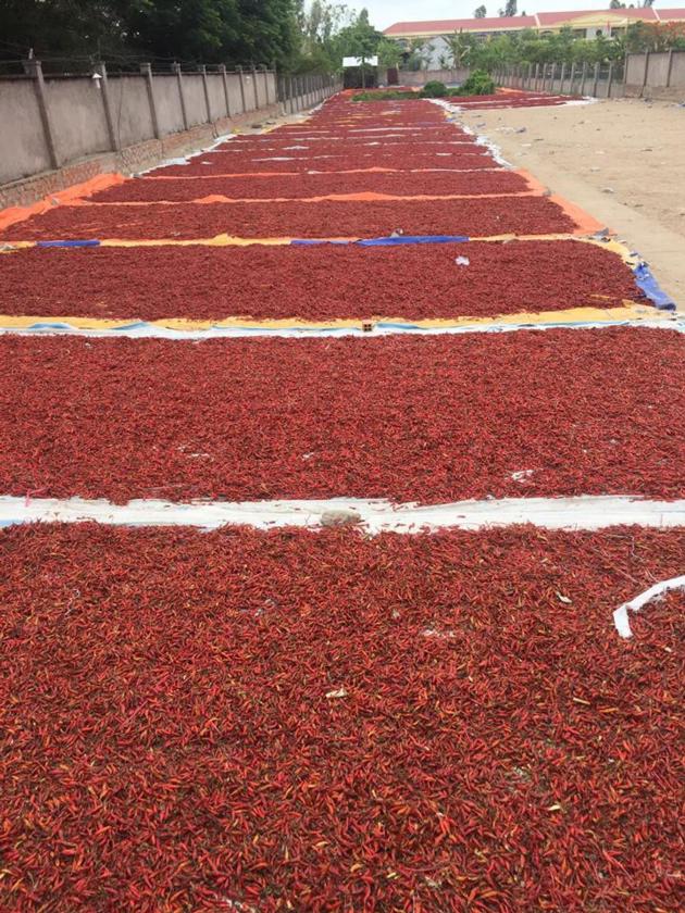 SELL FRESH RED CHILLI WITH COMPETITIVE