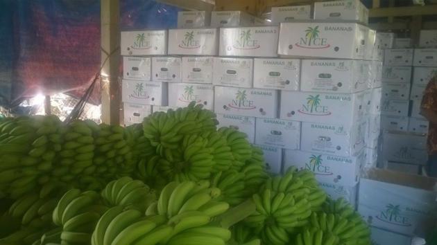 SELL CAVENDISH BANANA GOOD QUALITY FROM