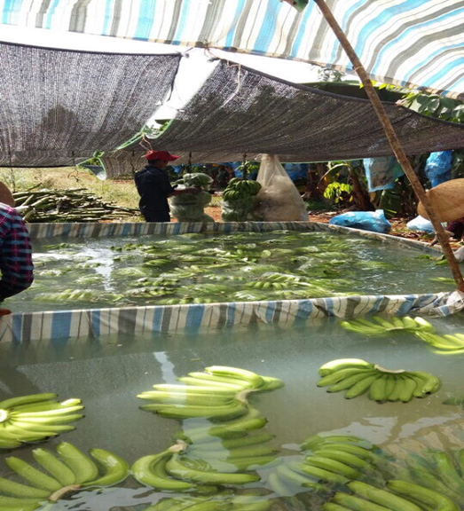 SELL CAVENDISH BANANA GOOD QUALITY FROM