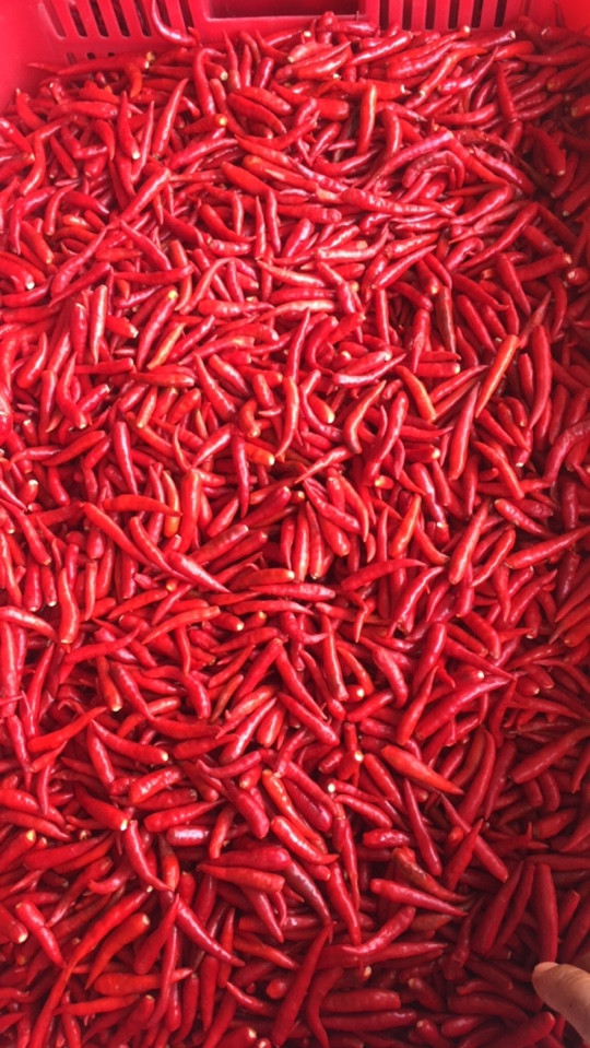 SELL FRESH RED CHILLI WITH COMPETITIVE