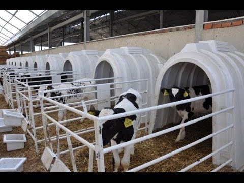 Calf Hutch