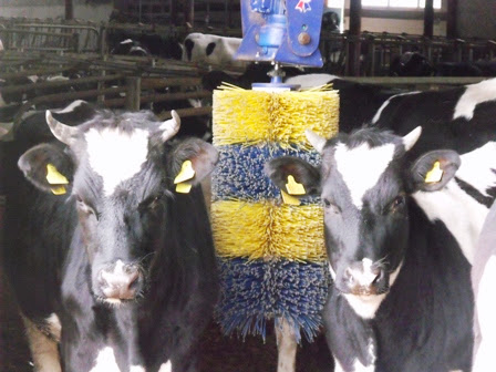 Cow Scratching Machine
