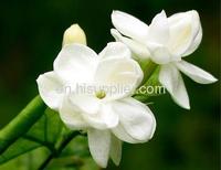 Jasmine Essential Oil