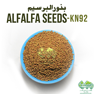 Premium Alfalfa Seeds For High Yield