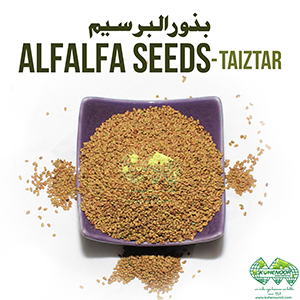 Premium Alfalfa Seeds For High Yield