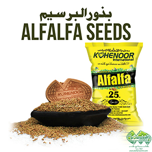 Premium Alfalfa Seeds for High-Yield Animal Feed