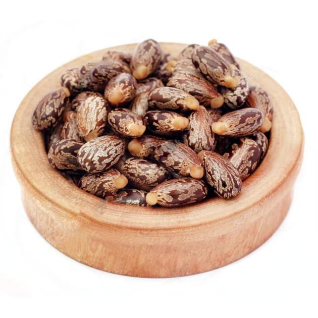Premium Castor Seed