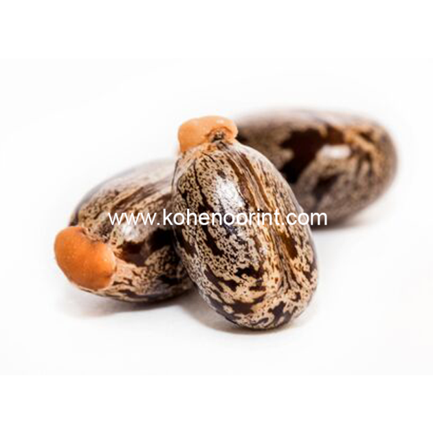 Premium Castor Seed