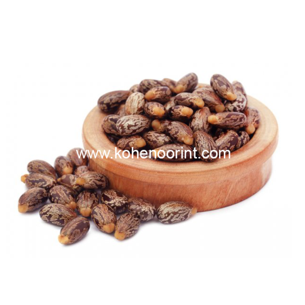 Premium Castor Seed