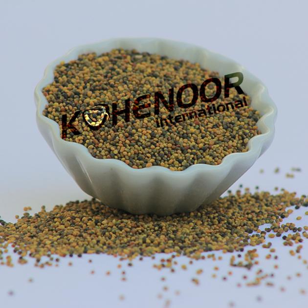 Premium Persian Clover Seed Exceptional Quality