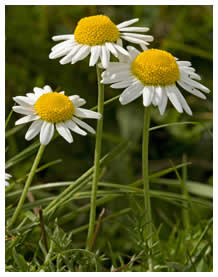 Camomile