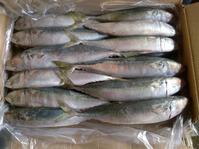 Mackerel