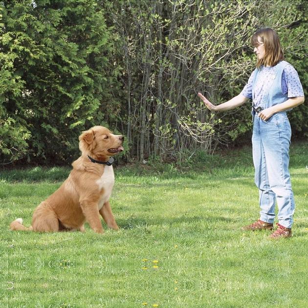 Wholesale 300m High Quality Remote Dog