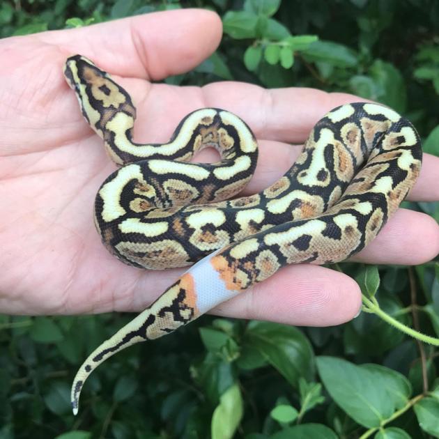 Reptile Pets For Sale