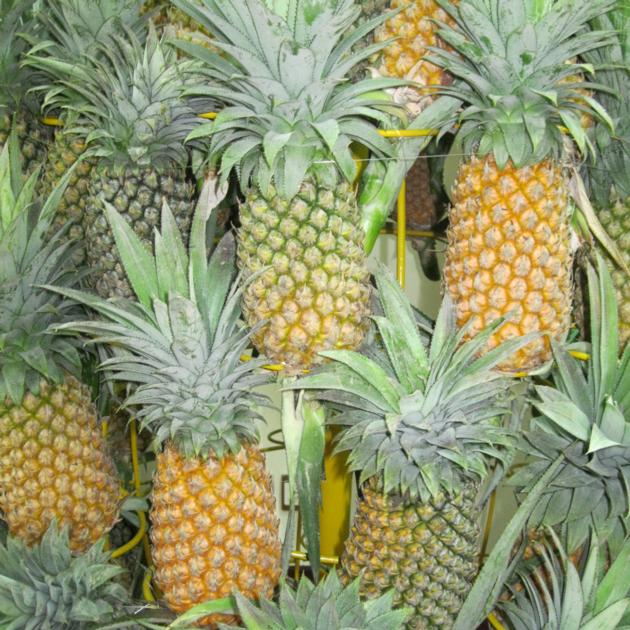 VIETNAM FRESH PINEAPPLE CHEAP PRICE