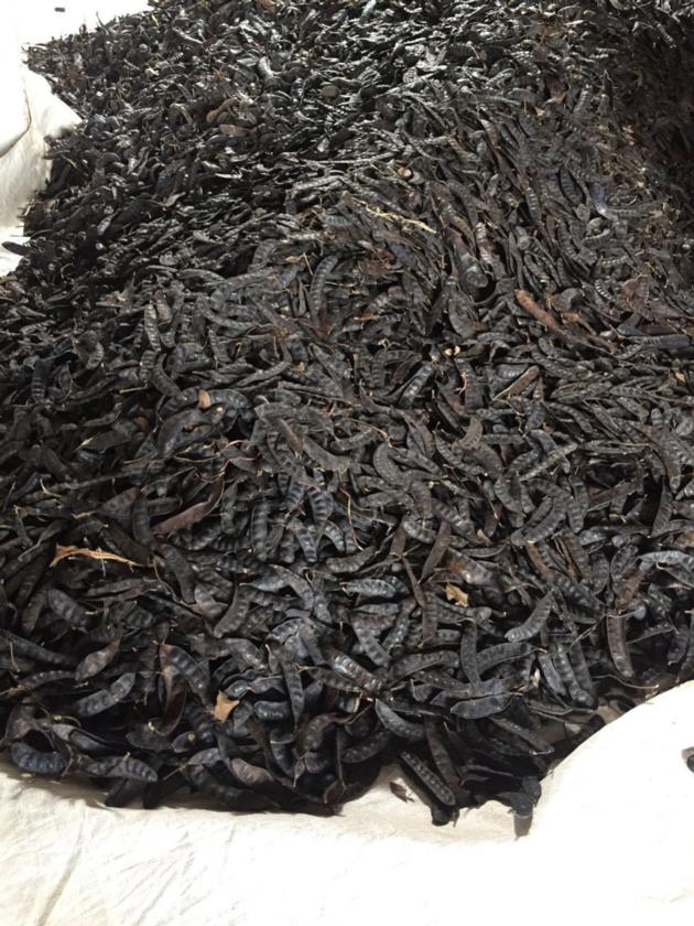 Dried Fructus Gleditschiae