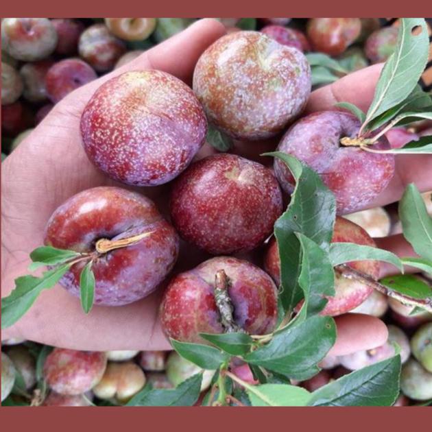 SOUR TASTY FRESH PLUM PRUNUS SALICINA