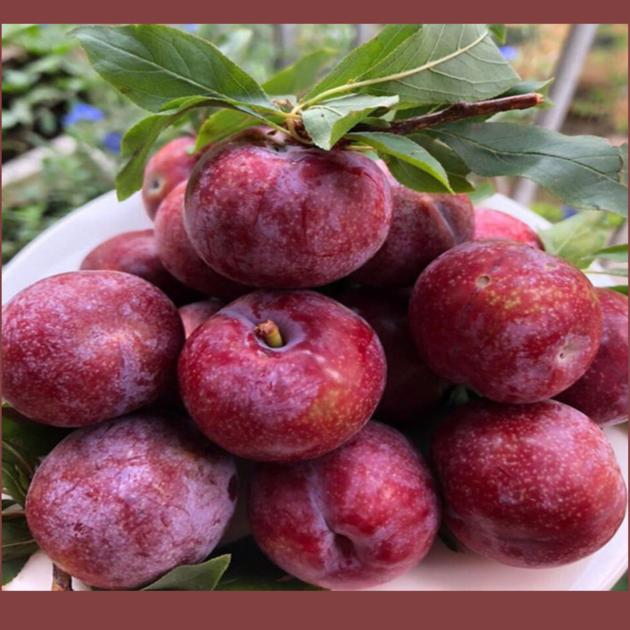 SOUR TASTY FRESH PLUM PRUNUS SALICINA 