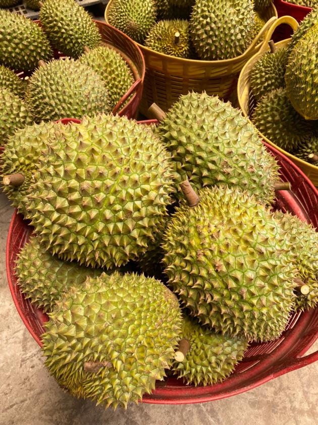 New Harvest Best Price Durian Ready
