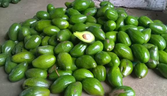 FRESH AVOCADOS FROM LAM DONG VIET NAM