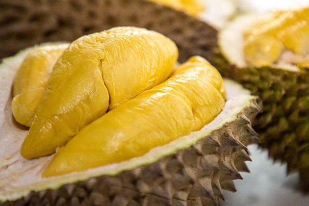 Vietnam Fresh Durian for exporting with standard quality