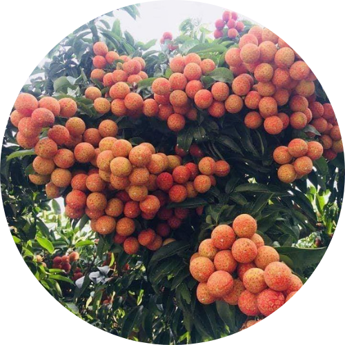 FRUITS Fresh Lychee From Vietnam