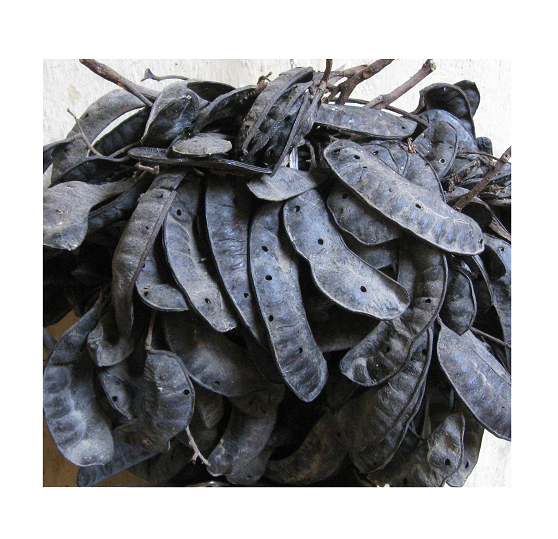 Dried Fructus Gleditschiae