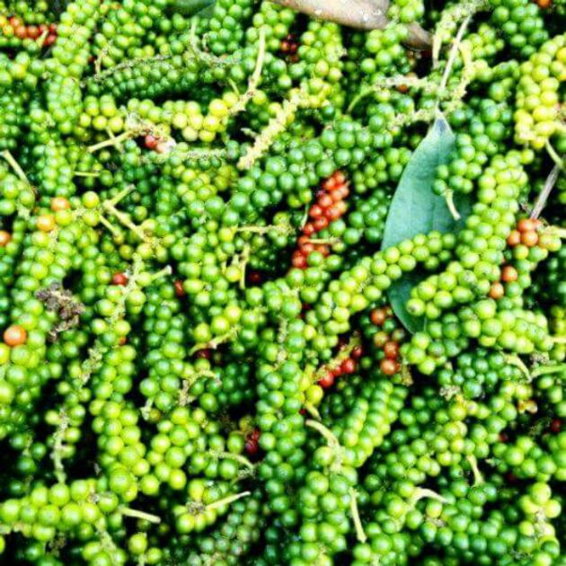 HIGH QUALITY GREEN PEPPERCORN