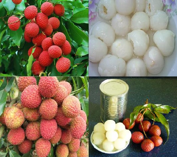 FRUITS Fresh Lychee from Vietnam