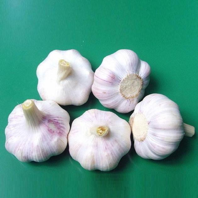 Bulk Supplier Natural Garlic From Viet