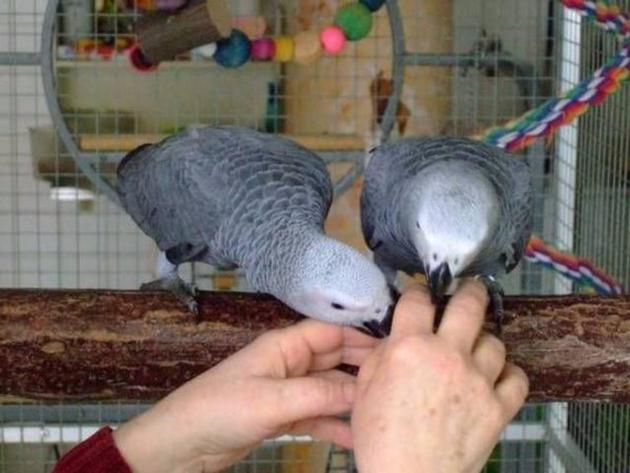 African Grey Parrots for Sale & Other Birds Available 