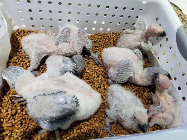 African Grey Parrots For Sale Amp