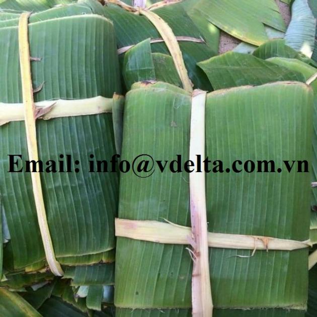 FRESH BANANA LEAF