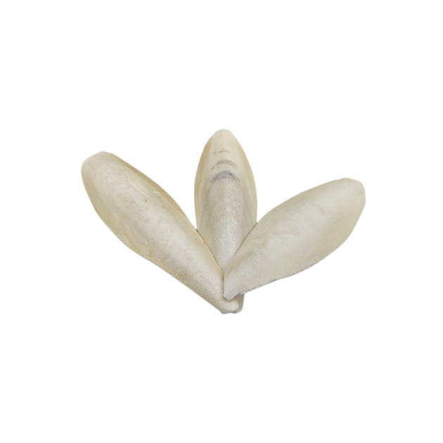 CUTTLEFISH BONE CHEAP PRICE HIGH QUALITY