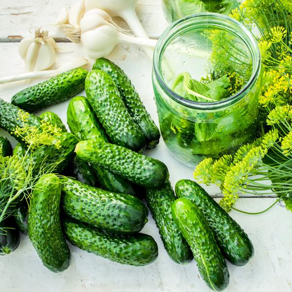  Fresh pickling cucumbers