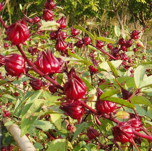 Best Price Organic Dried Hibiscus Roselle