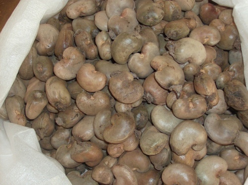 RAW CASHEW NUTS